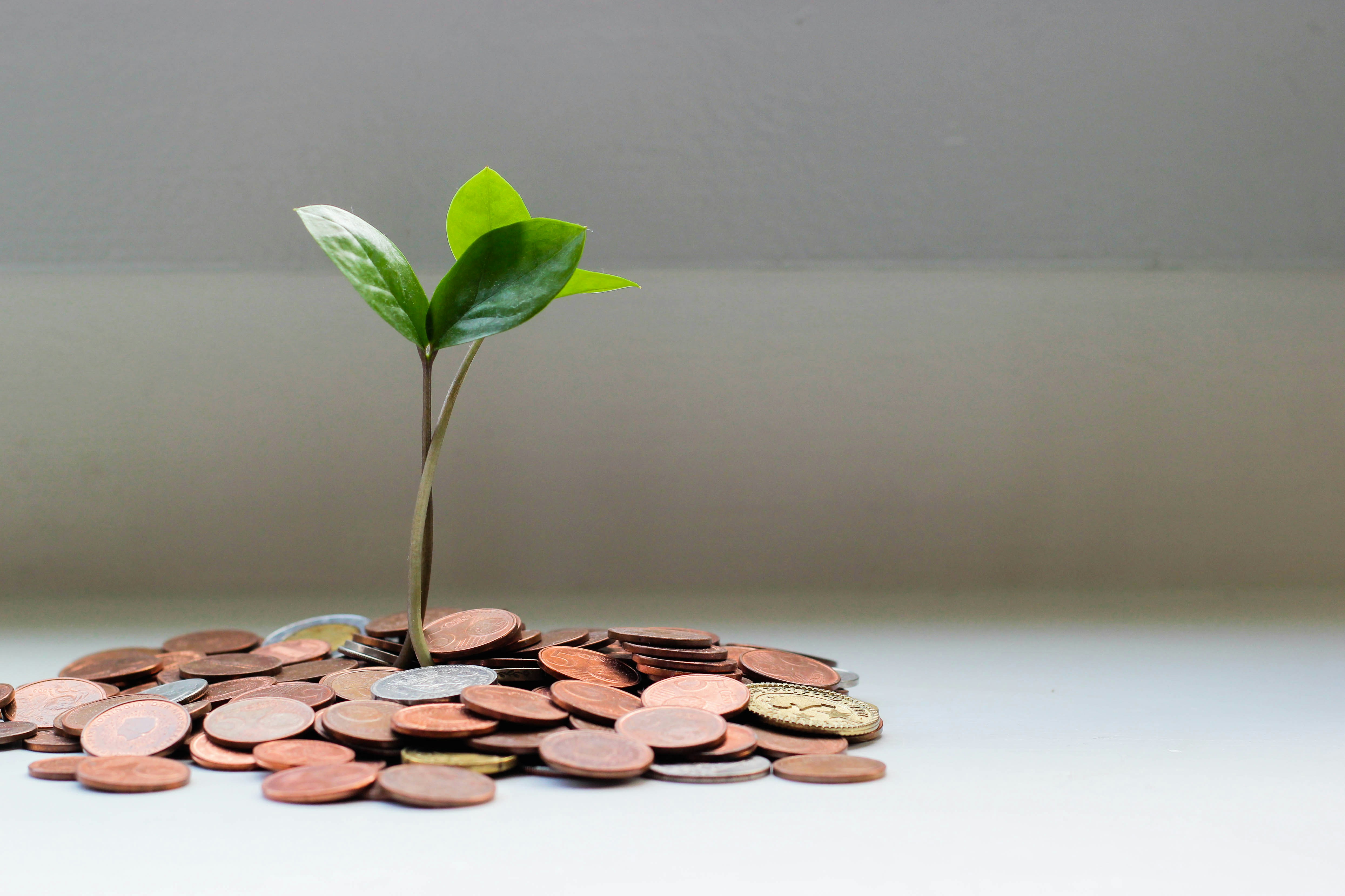 Geld & Planze 